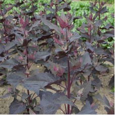 Organic Garden Orache - Red